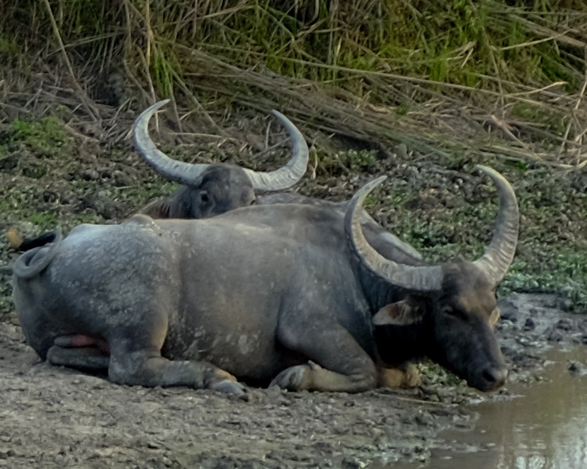 Ассам и Казиранга. Фотографии из путешествий