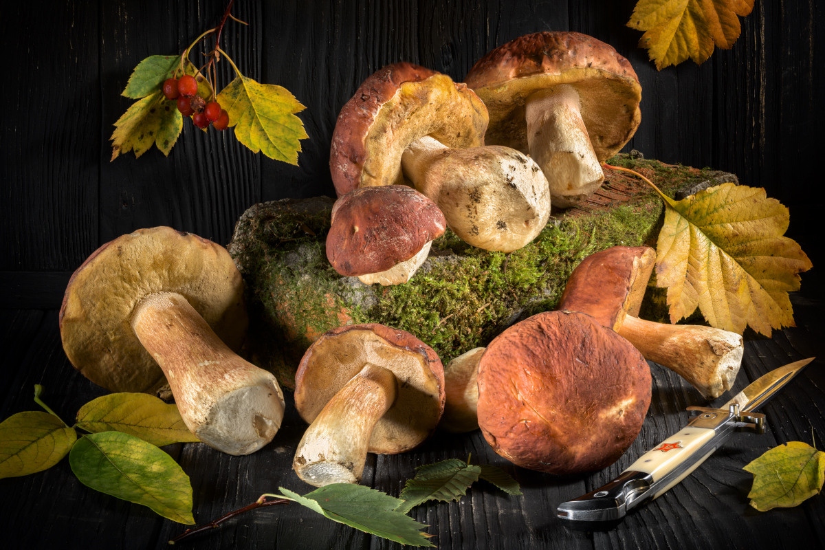 Художественный натюрморты, авторский стиль. Устремляясь ввысь… (фото от автора с ником Tom Fincher)