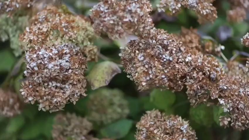 Видео 2. Mogilevtseva Daria is a photographer and an interdisciplinary artist