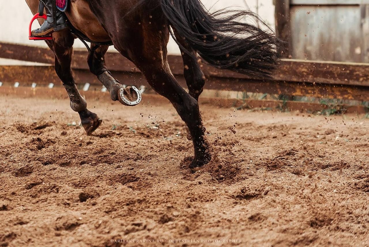 Весенний Кубок по конкуру КСК «Созвездие». Конный фотограф Куракина Дарья • Фотосессии с лошадьми