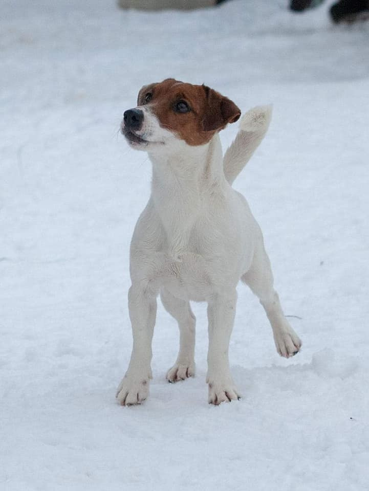 UNIKA LARKY ONLINE. КАНЕ МАЭСТРО — питомник Джек рассел терьеров