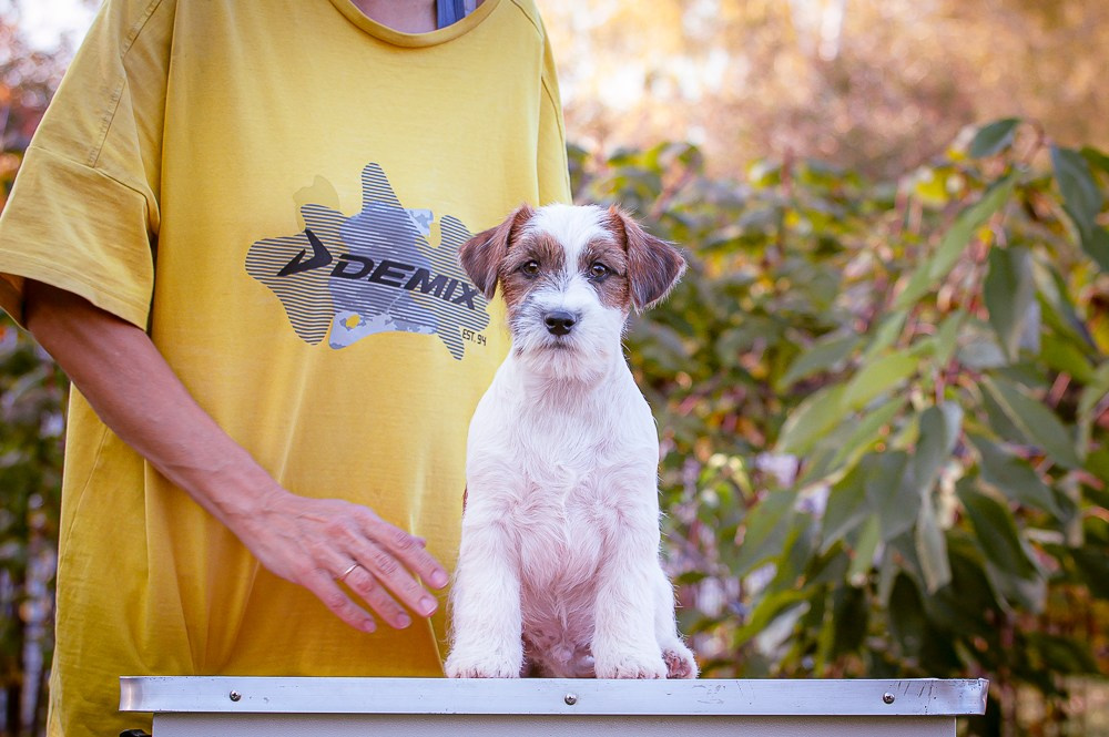 CANE MAESTRO STIMOROL ICE. CANE MAESTRO — kennel Jack Russell Terrier