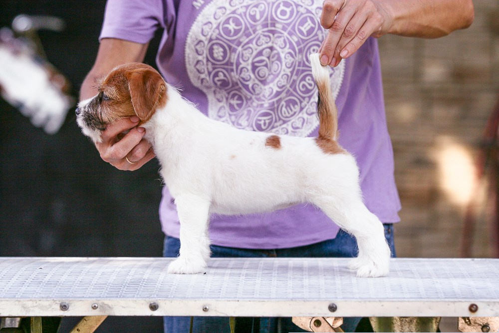 Джек рассел терьер купить.