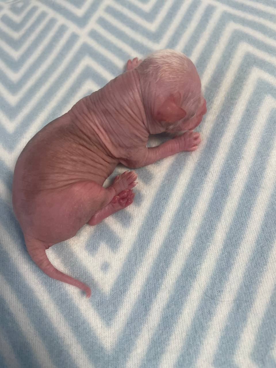 D1 День Рождения