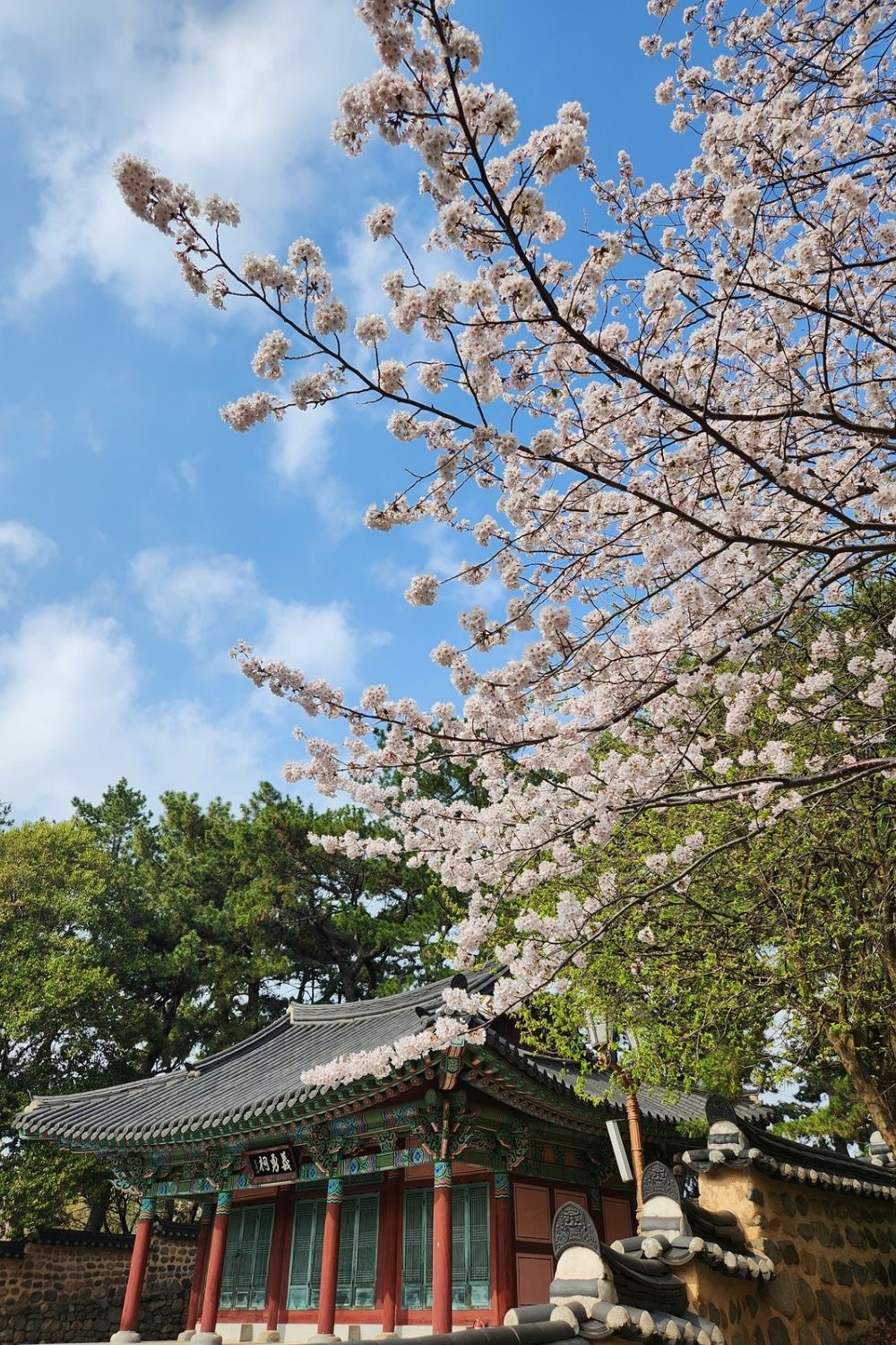 Individual portrait photoshoot in cherry blossoms Busan spring. बुसान दक्षिण कोरिया में चेरी ब्लॉसम देखने के बेहतरीन स्थानों की गाइड