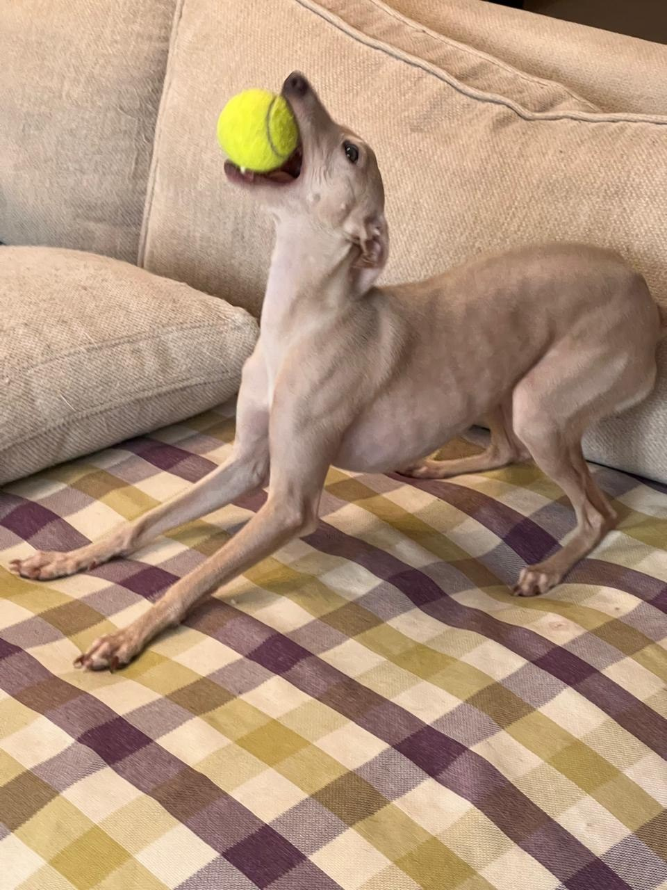 Jeremy & Jupiter. Профессиональный питомник левреток РКФ/FCI ASTI SAPPHIRE 💎 Сочи|Санкт-Петербург