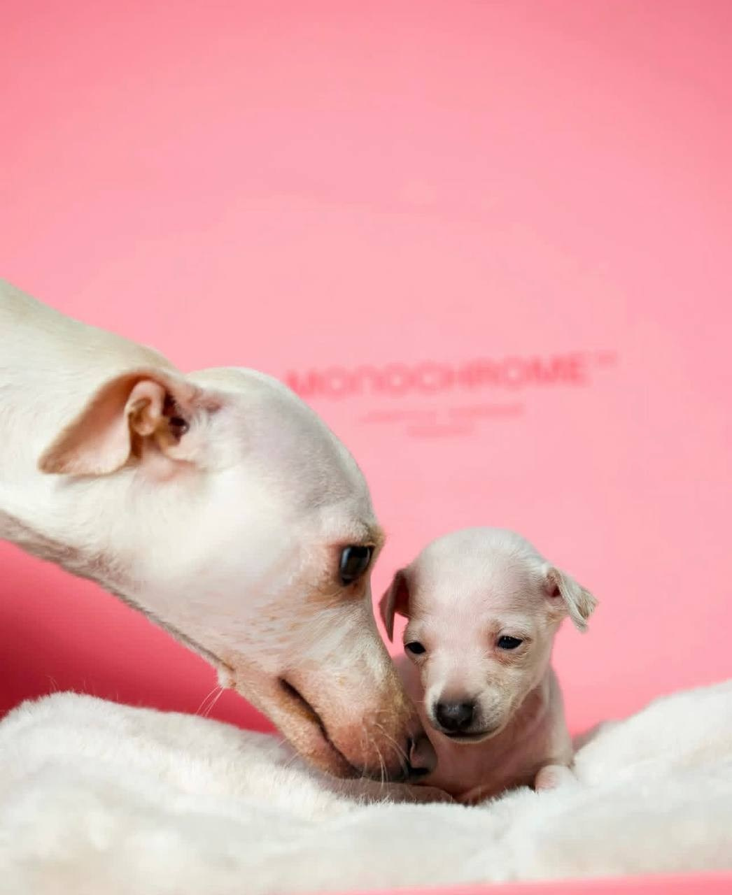 Белоснежные. Профессиональный питомник левреток РКФ/FCI ASTI SAPPHIRE 💎 Сочи|Санкт-Петербург