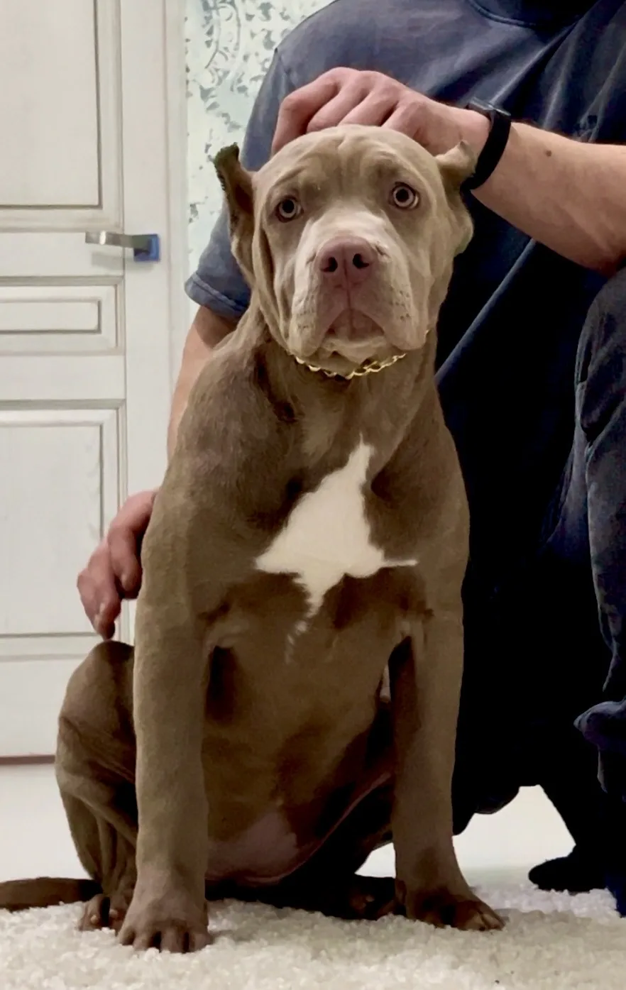 Hunter&Queenie, 10.09.25. Американские булли XL в г. Калининград. Питомник Great Bully UNIVERSE