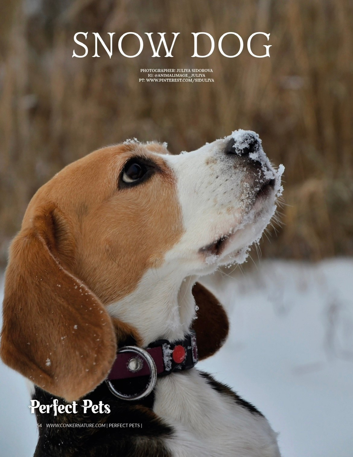 Публикации. Фотограф анималист