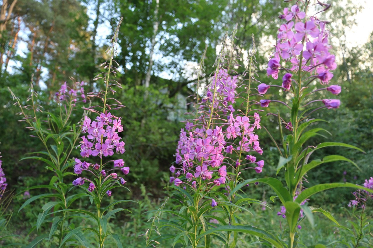 Походная романтика 19! Аццкий отжиг! | 15-17.07.2016. Галерея Фантим