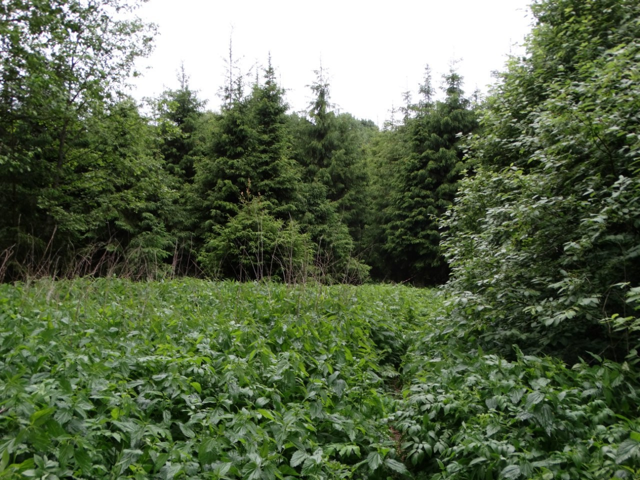 Волоколамск | 04.06.2016 г. Галерея Фантим