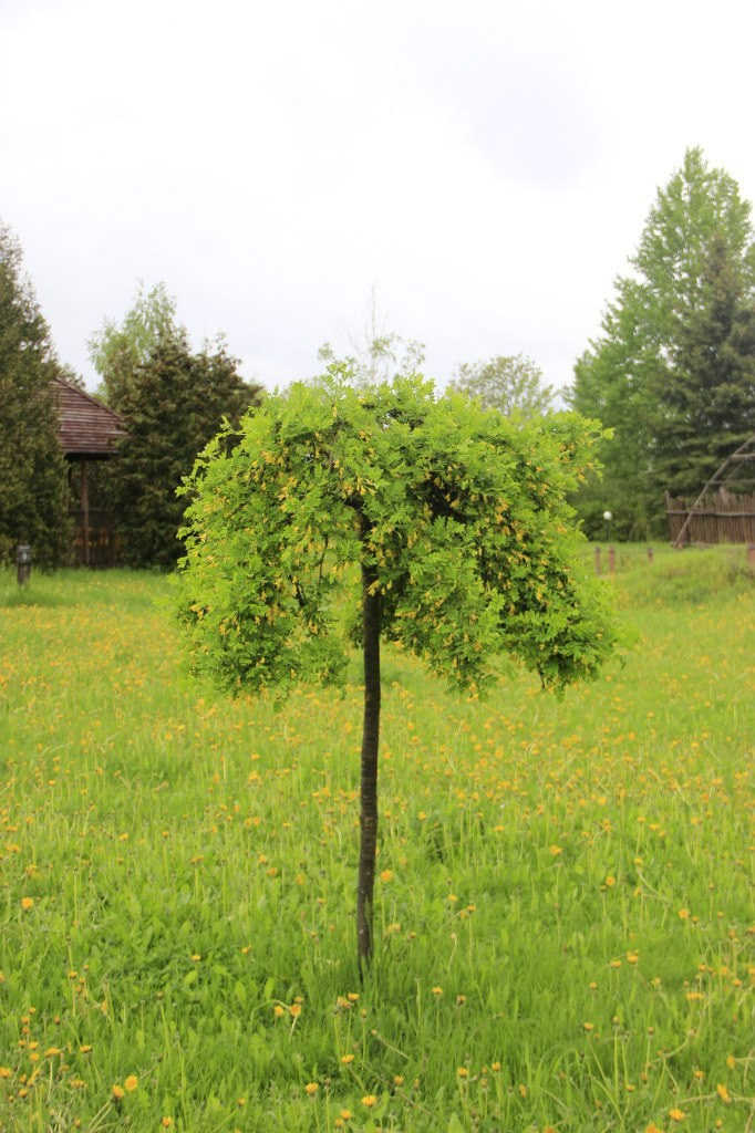 День рождения Фантима. 7 лет! | 21-22.05.2016. Галерея Фантим