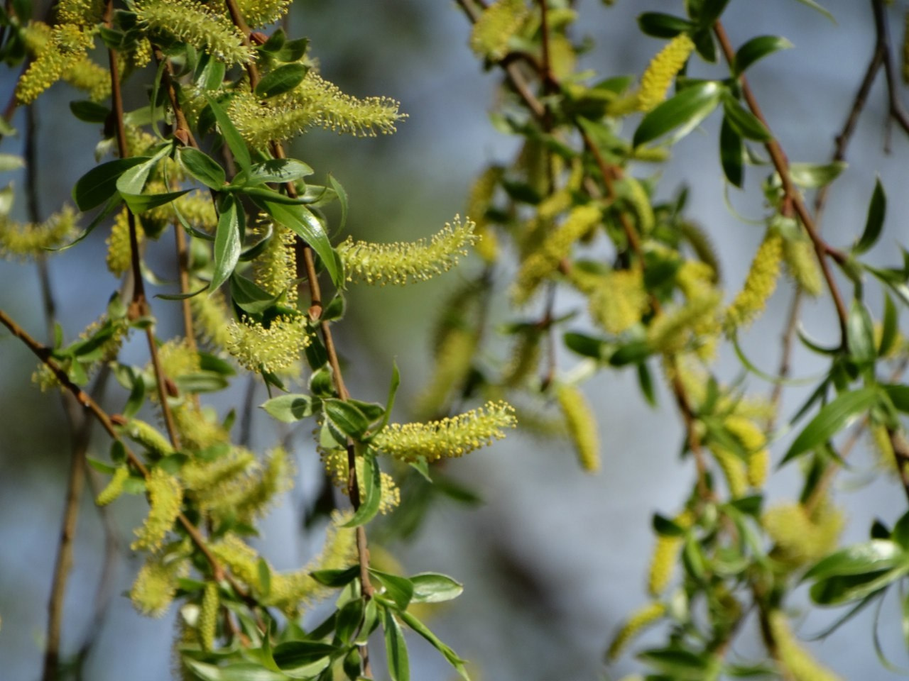 Шашлыки | 01.05.2016. Галерея Фантим