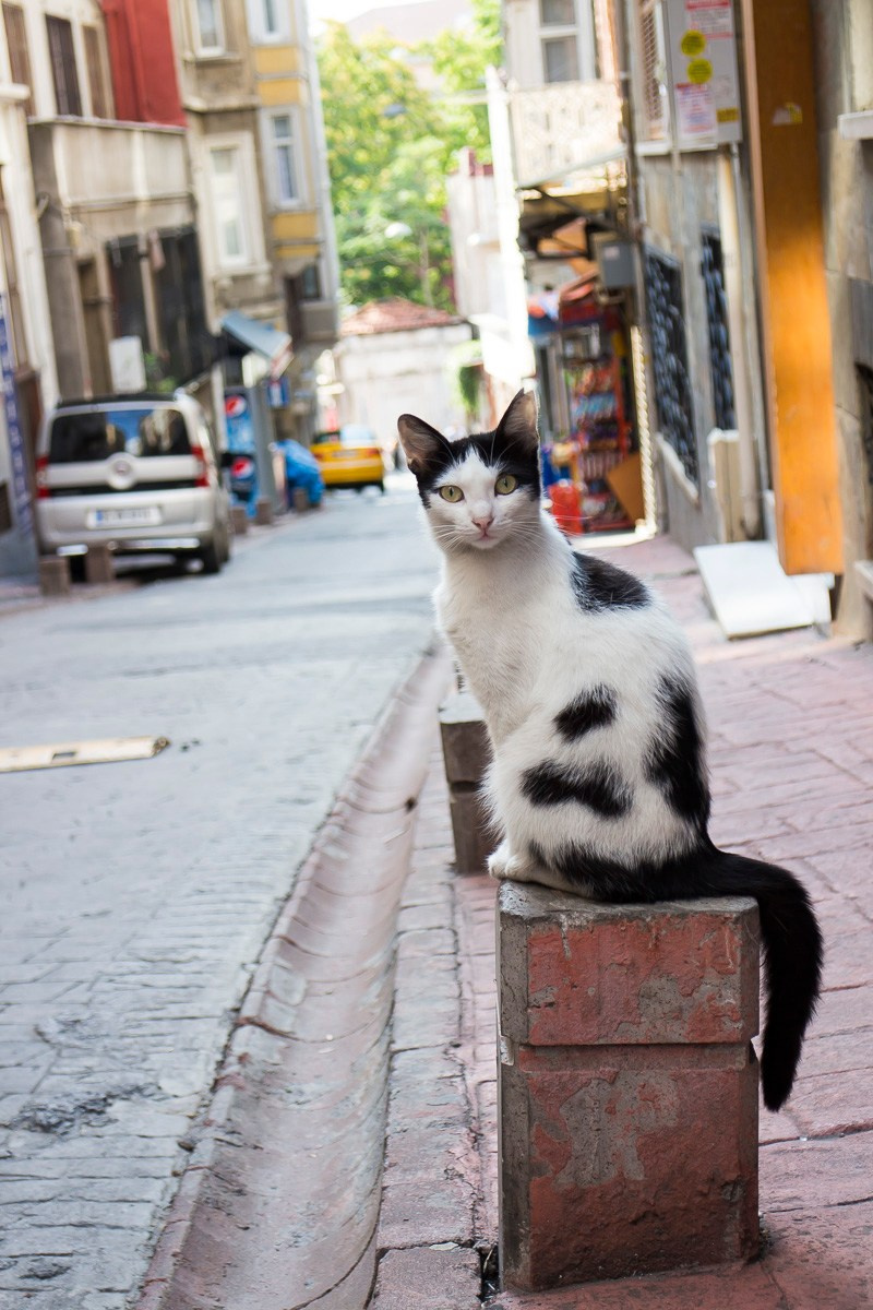 Стамбул, Турция, 2014. Фотограф Василий Буланов