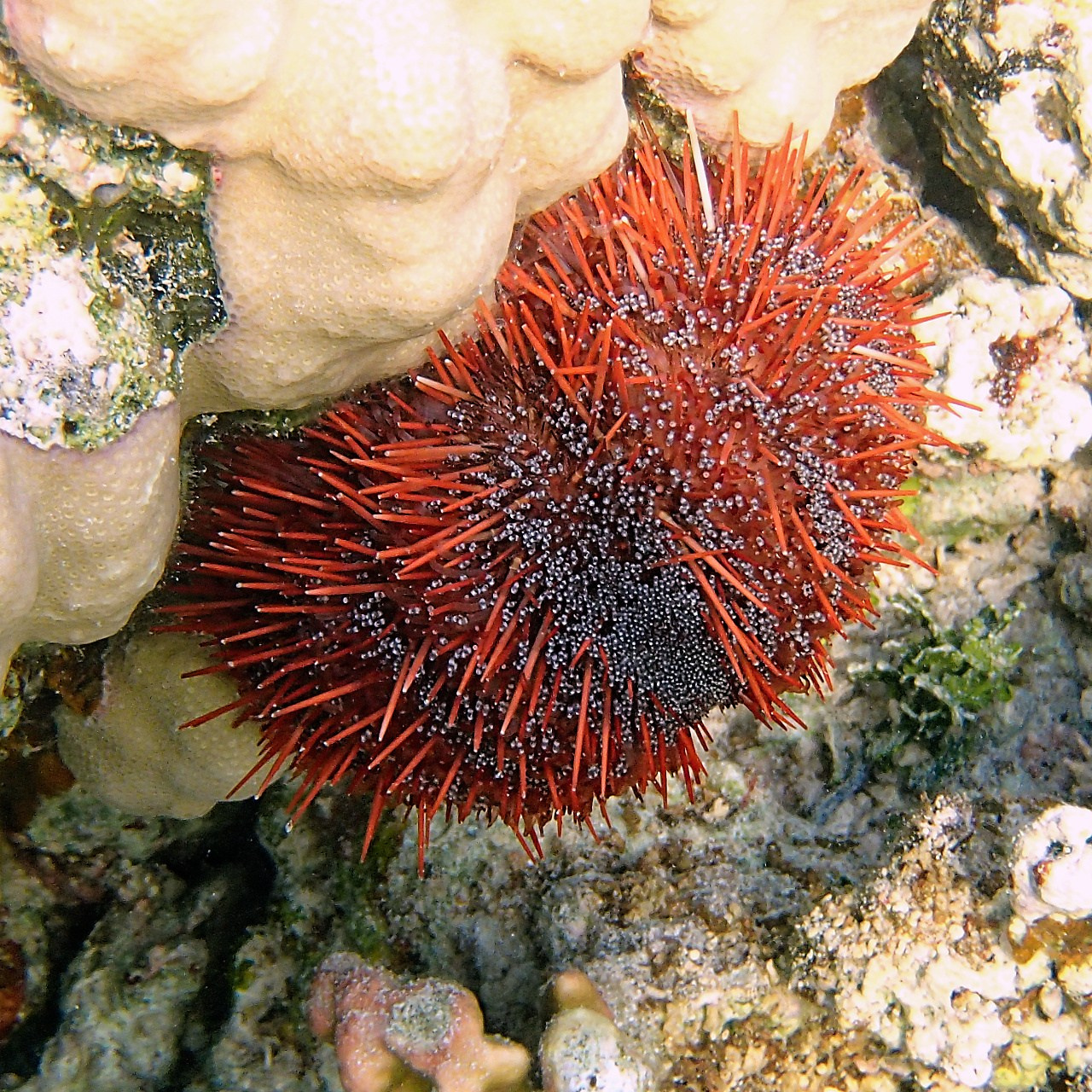 Мне посмотреть. Рыбов показываю