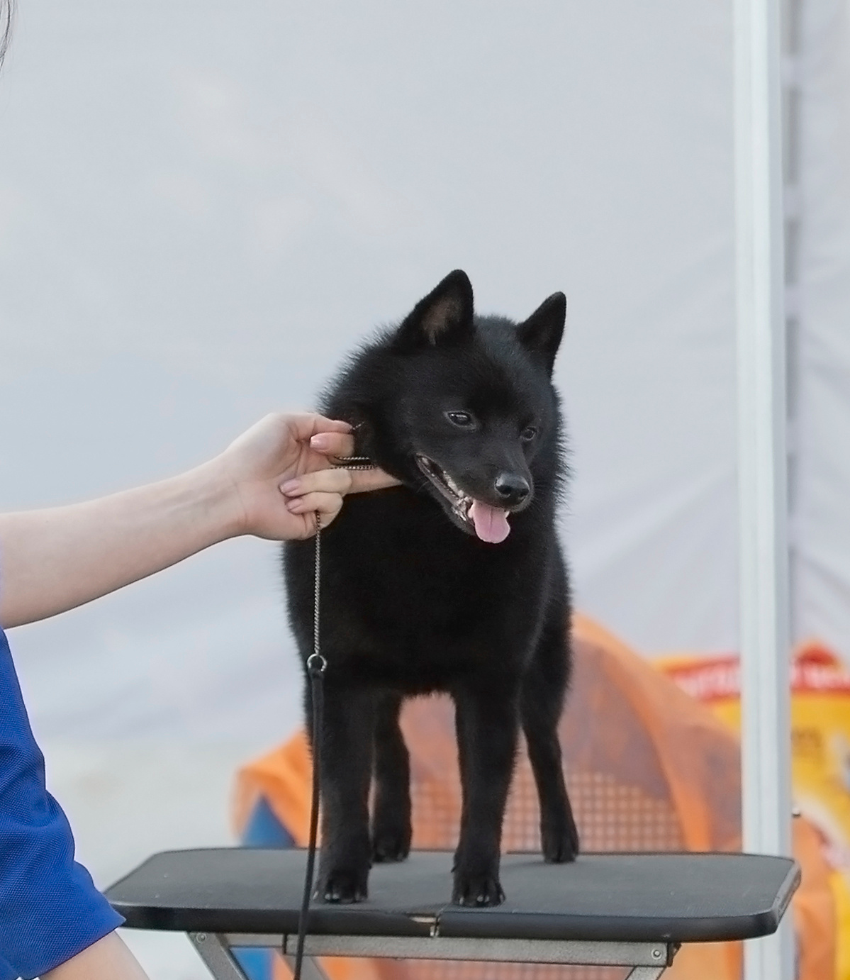 Выставки / репортаж. Фотограф — анималист в Санкт — Петербурге Анна Орис