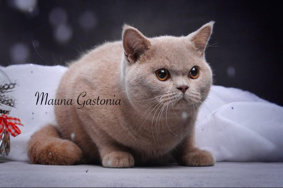 Vismut. Mauna Gastonia