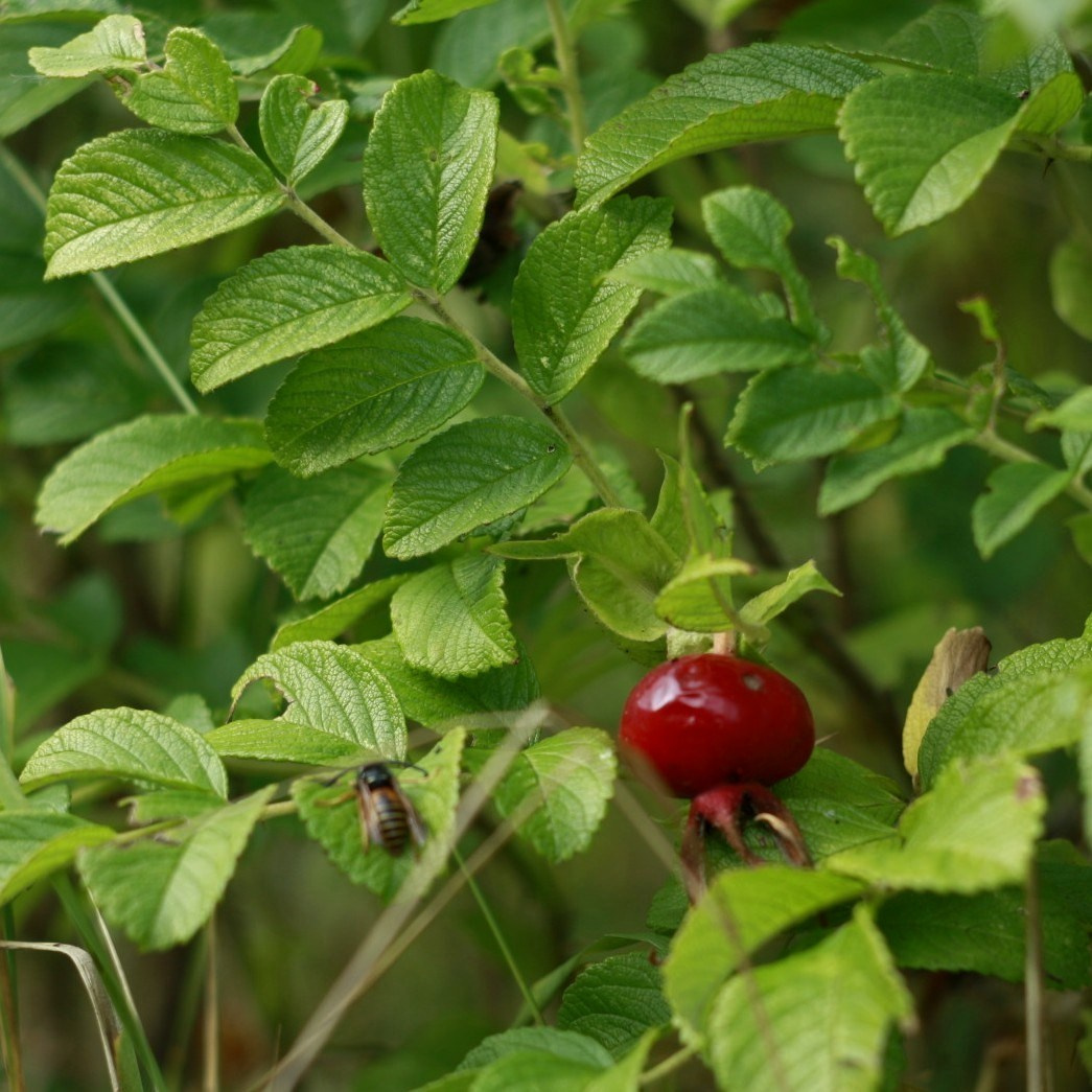 Кустарники. Природа севера