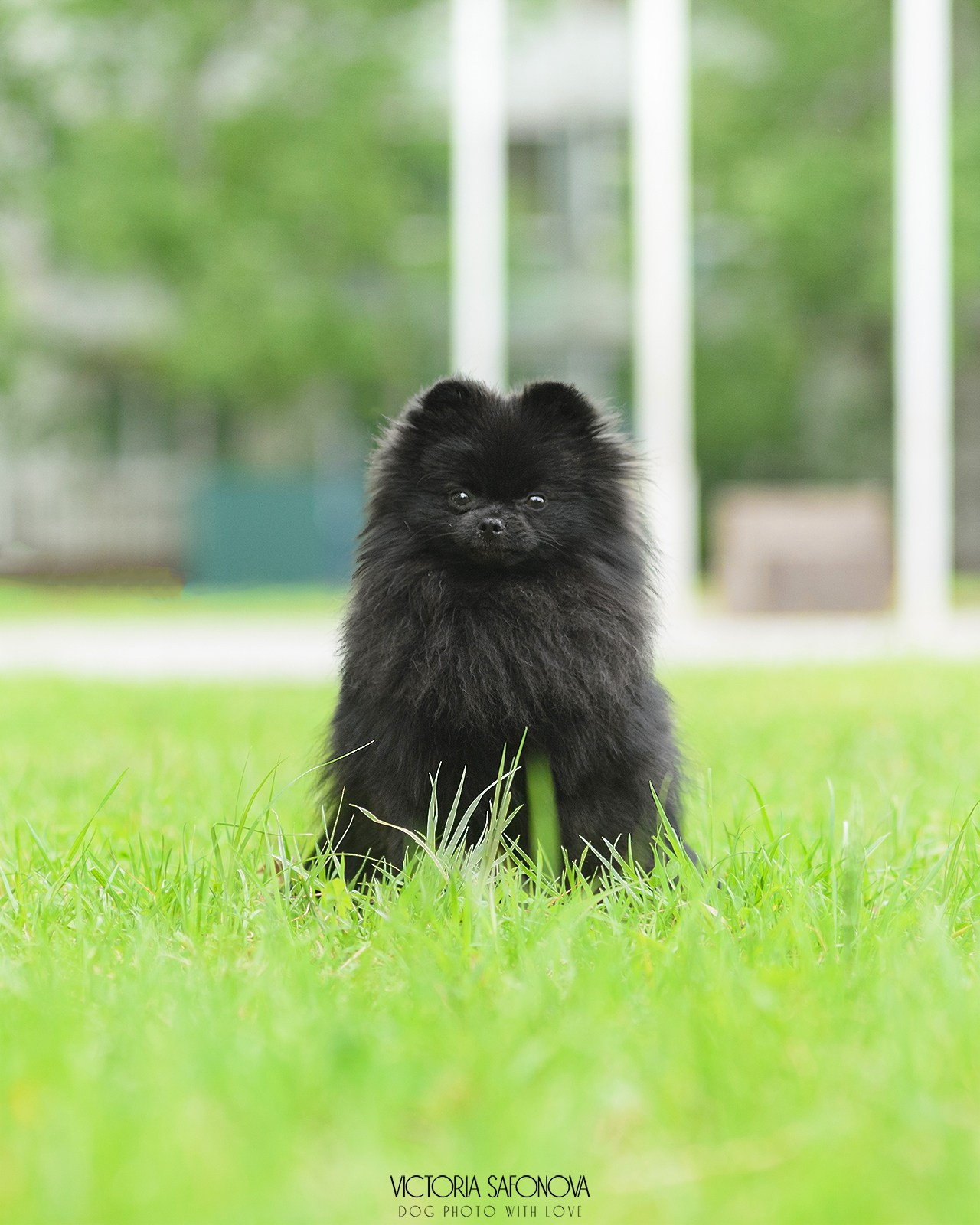 Померанский шпиц 07.06.2024. Фотограф анималист Благовещенск. Сафонова Виктория