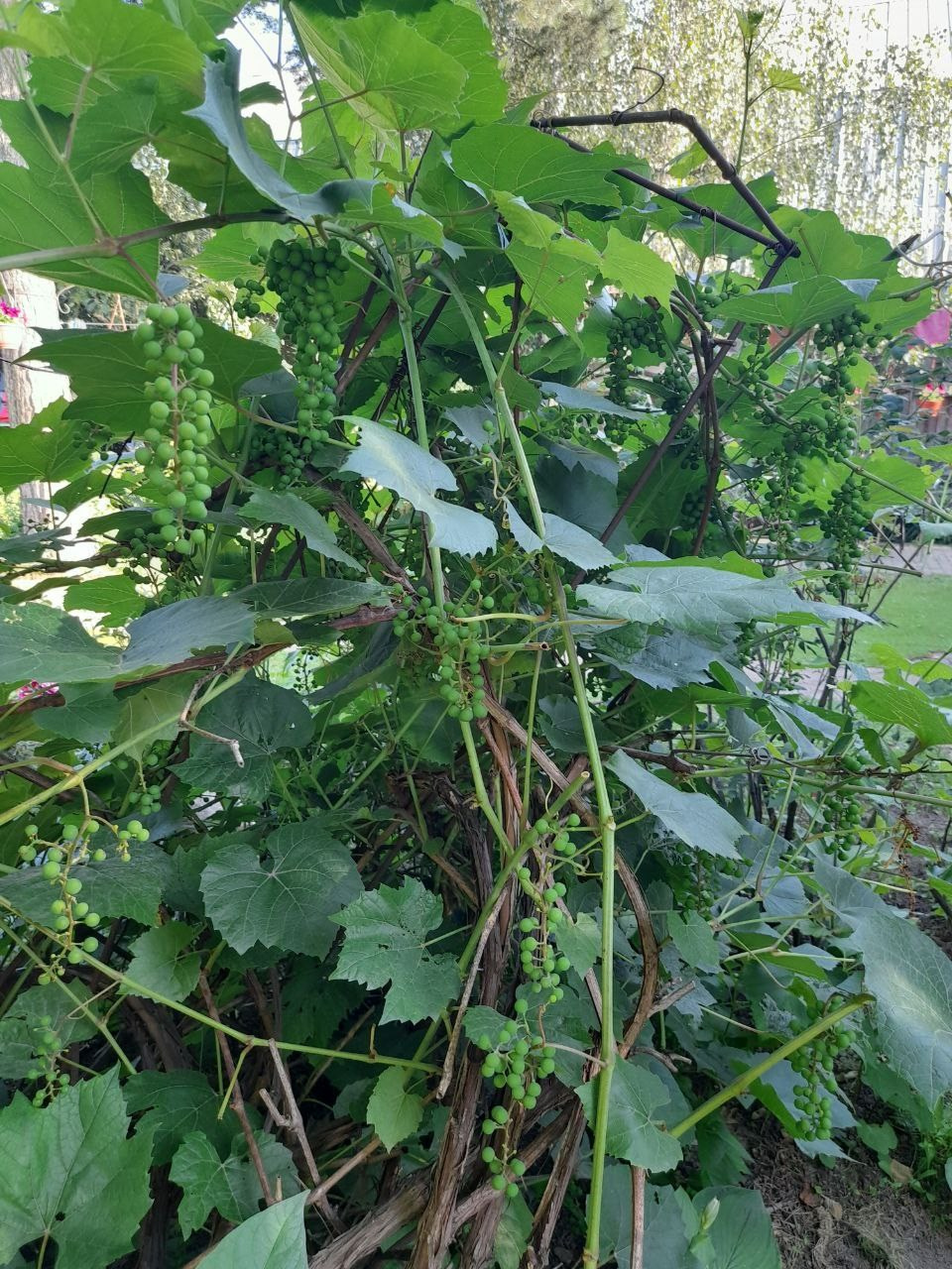 Начало Жатвы. Собор Отрасли