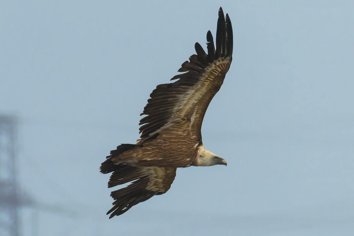 Птицы. Photomantis