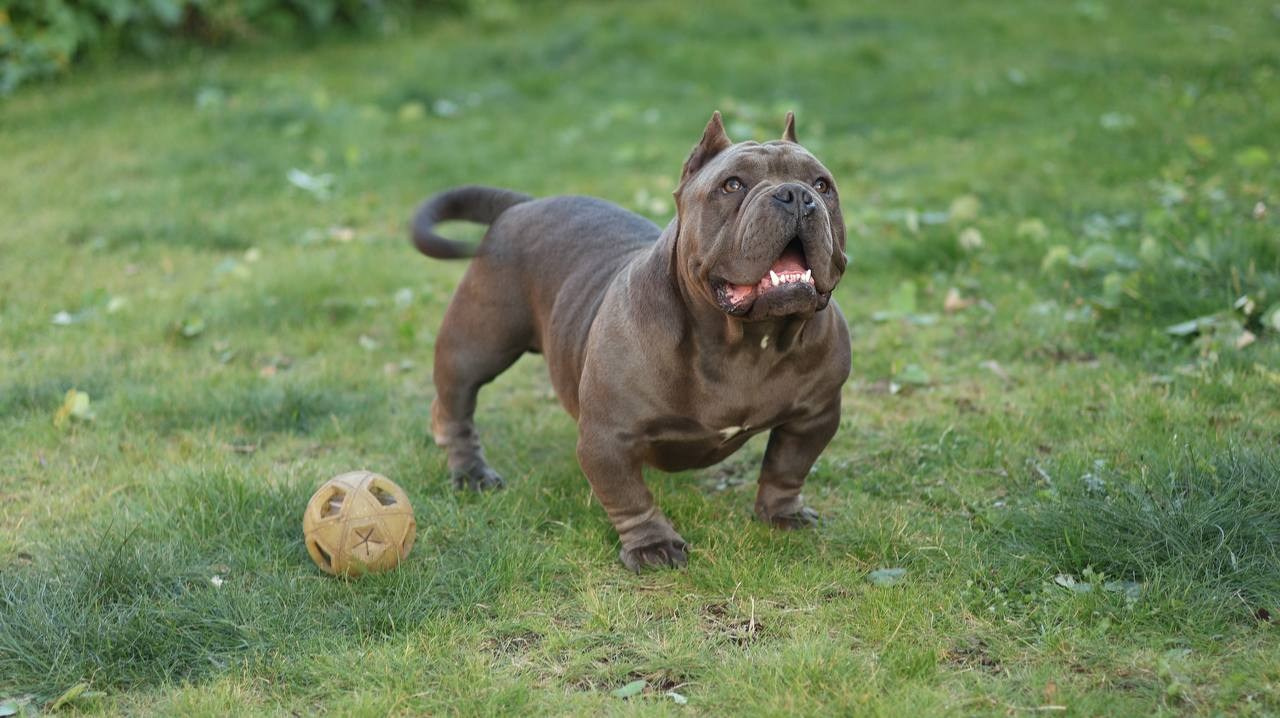 Познакомьтесь с Американским Булли в Иркутске. Питомник собак Иркутск