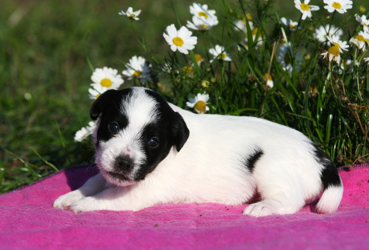 Сука 2. Lovely-Orange питомник джек рассел терьеров