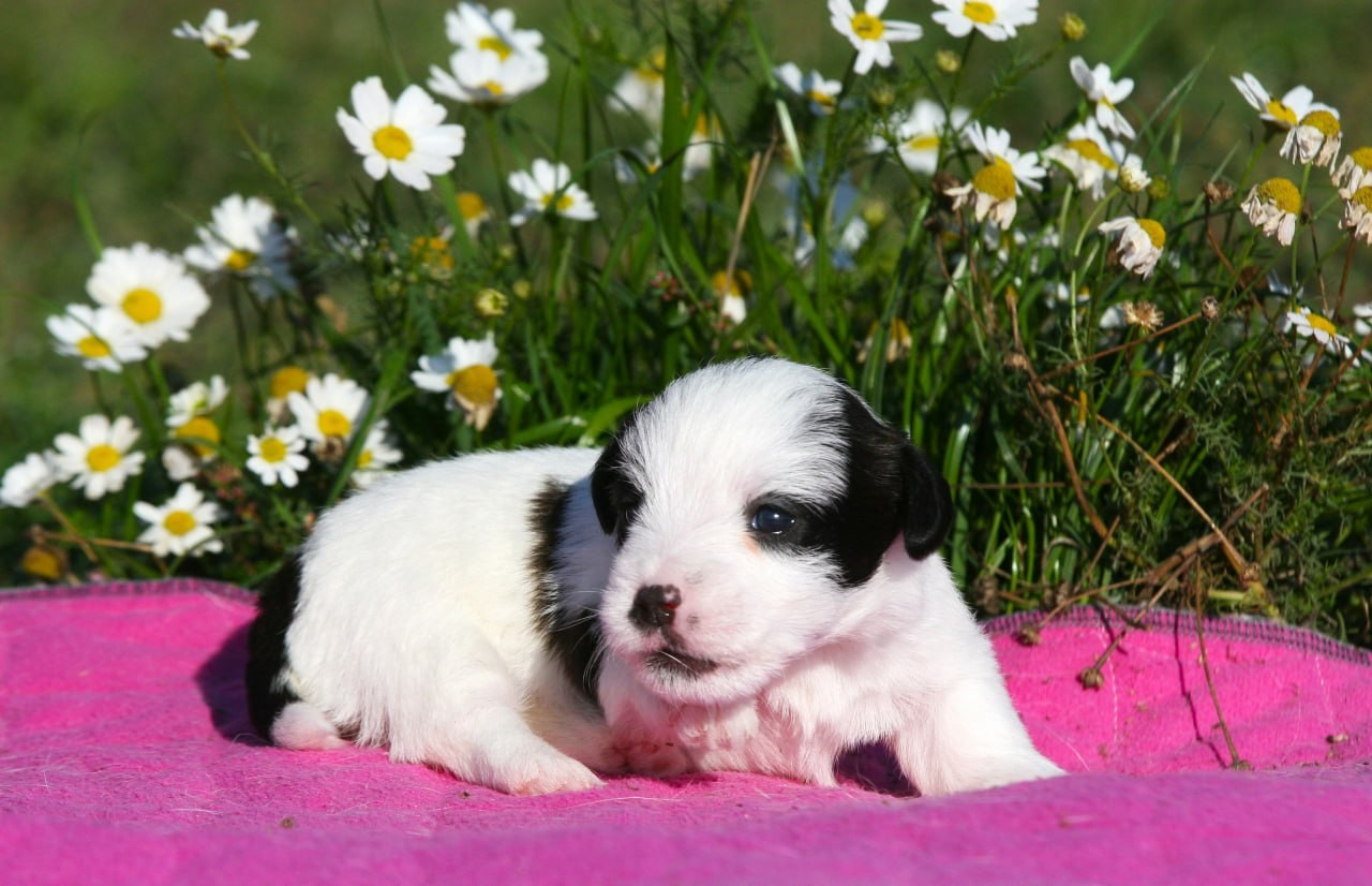 Сука 1. Lovely-Orange питомник джек рассел терьеров