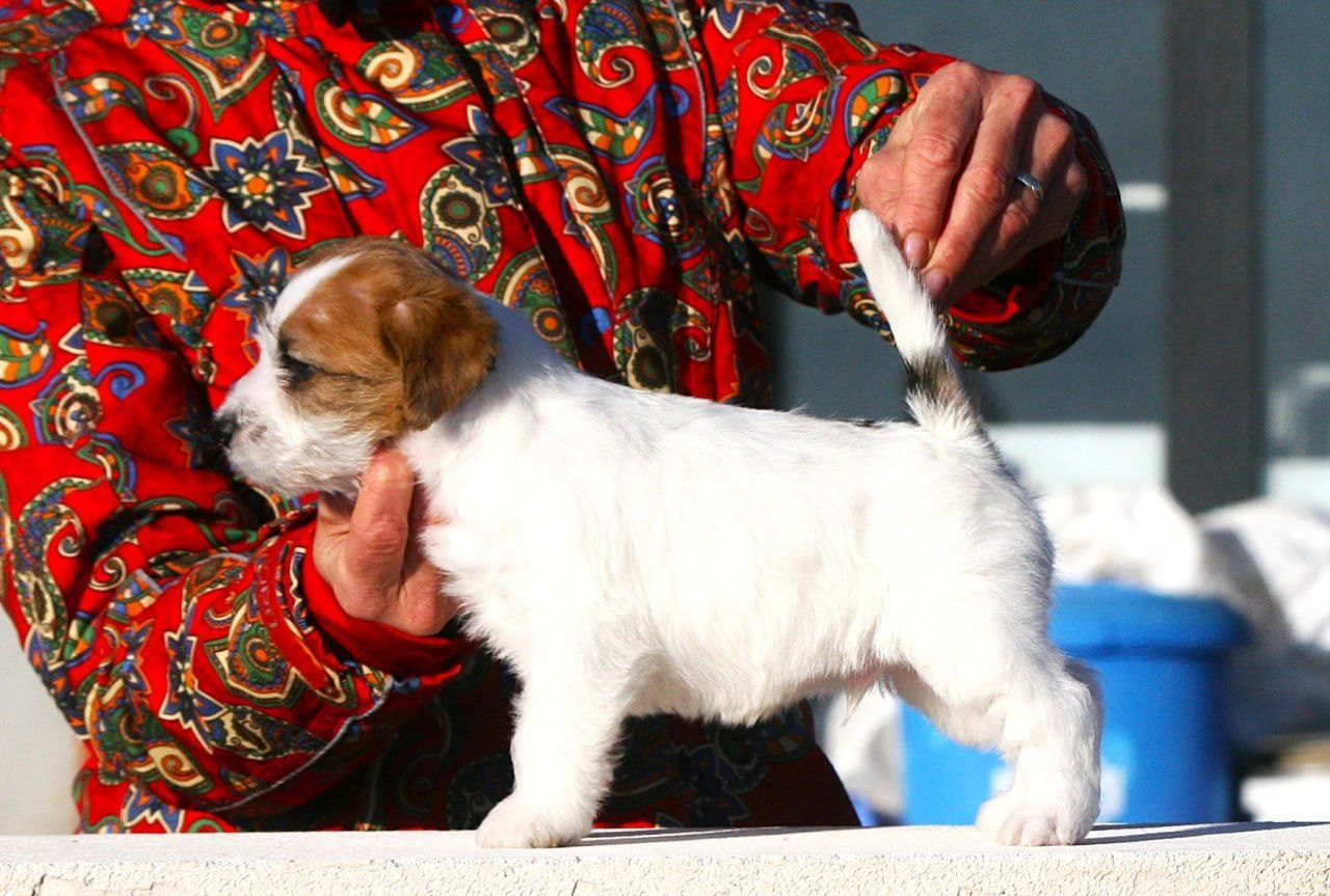 Кобель 1. Lovely-Orange питомник джек рассел терьеров