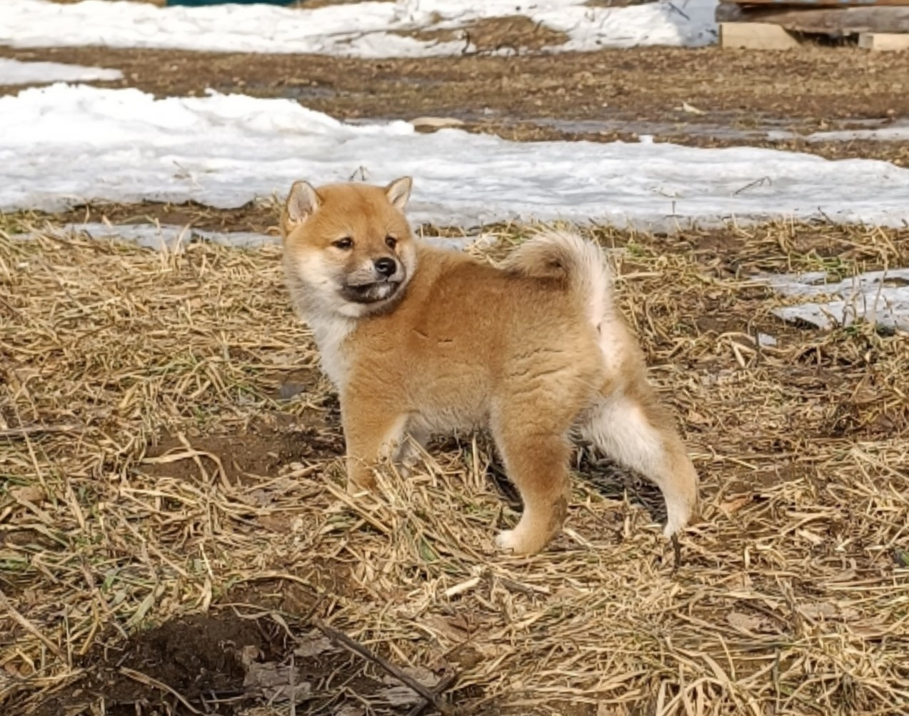 Сиба Rubylight Emma питомник Рубилайт 