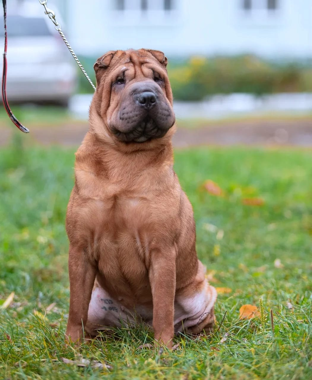 Купить Шарпей Москва, Купить Шарпея Москва, Купить щенка Шарпей Москва, ТОП питомник Шарпеев Москва, Питомник Шарпей  Москва, 