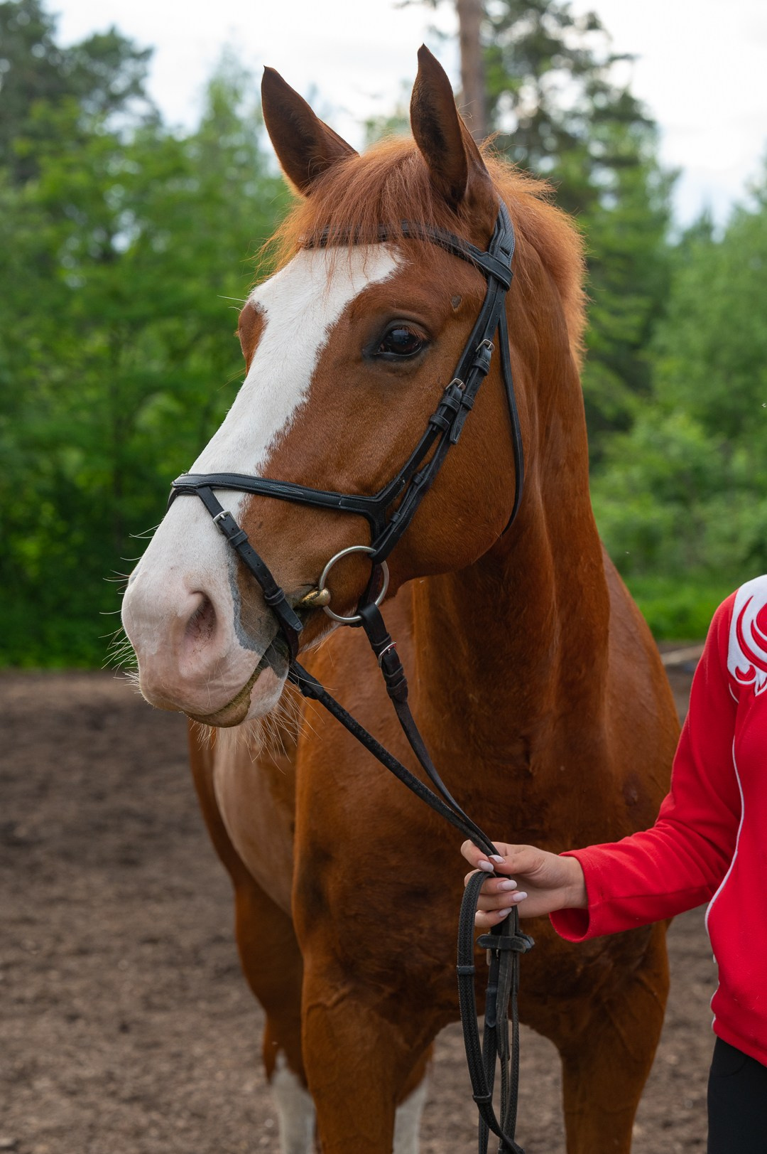 Конюшня. Мир живой фотографии о Вас и для Вас