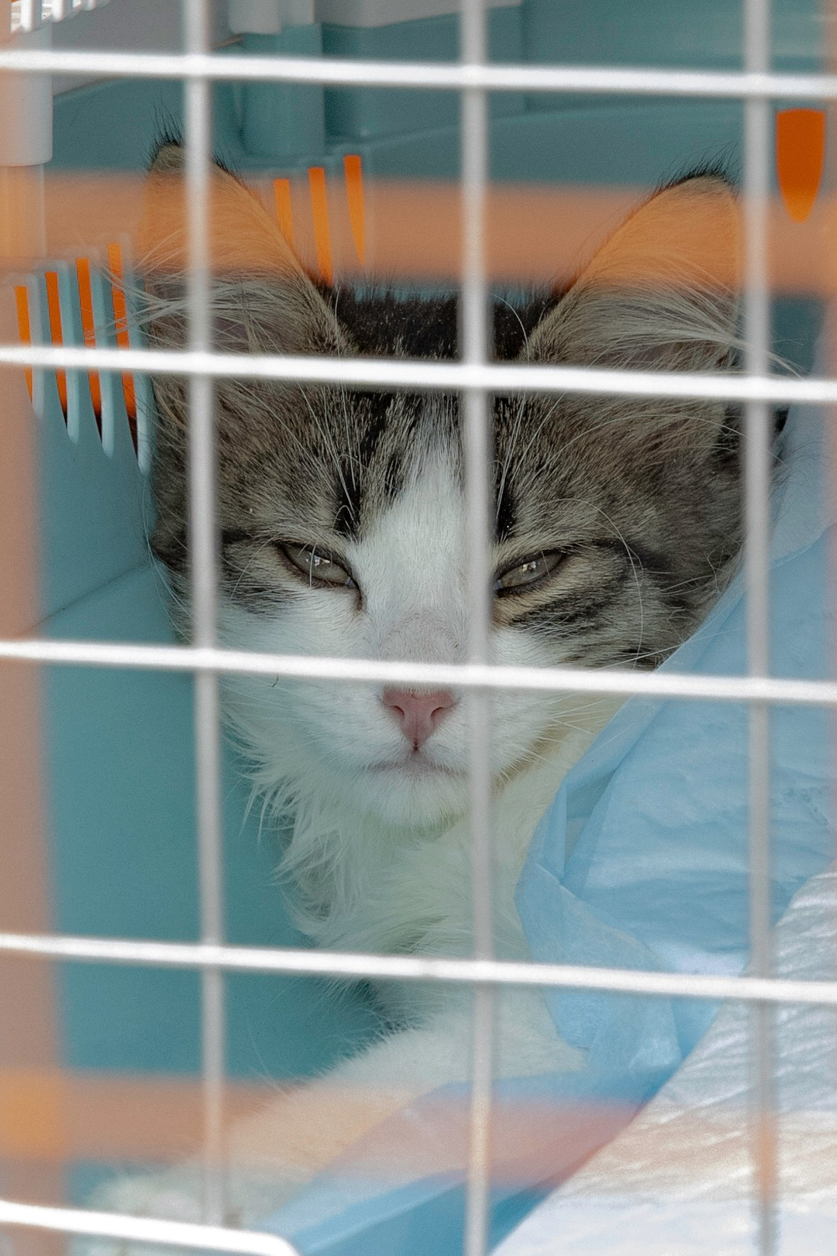 «ЛапкиФест». Фотограф, получающий удовольствие от своей работы