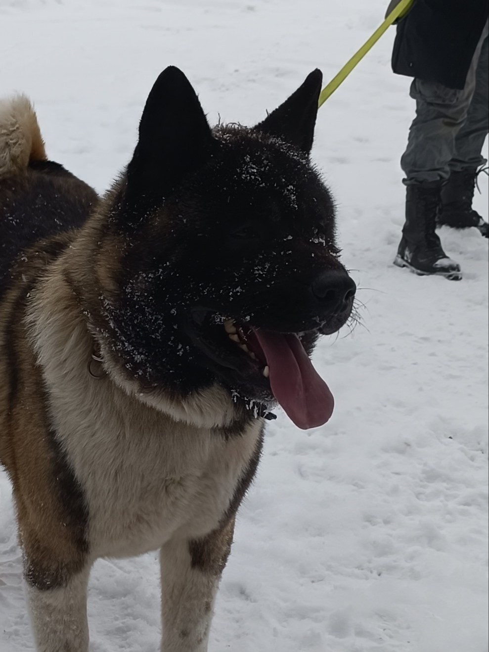 Triumf Sibiri Sting Shape of my Heart * Сэм   Американская Акита кобель питомник RUBYLIGHT Санкт-Петербург