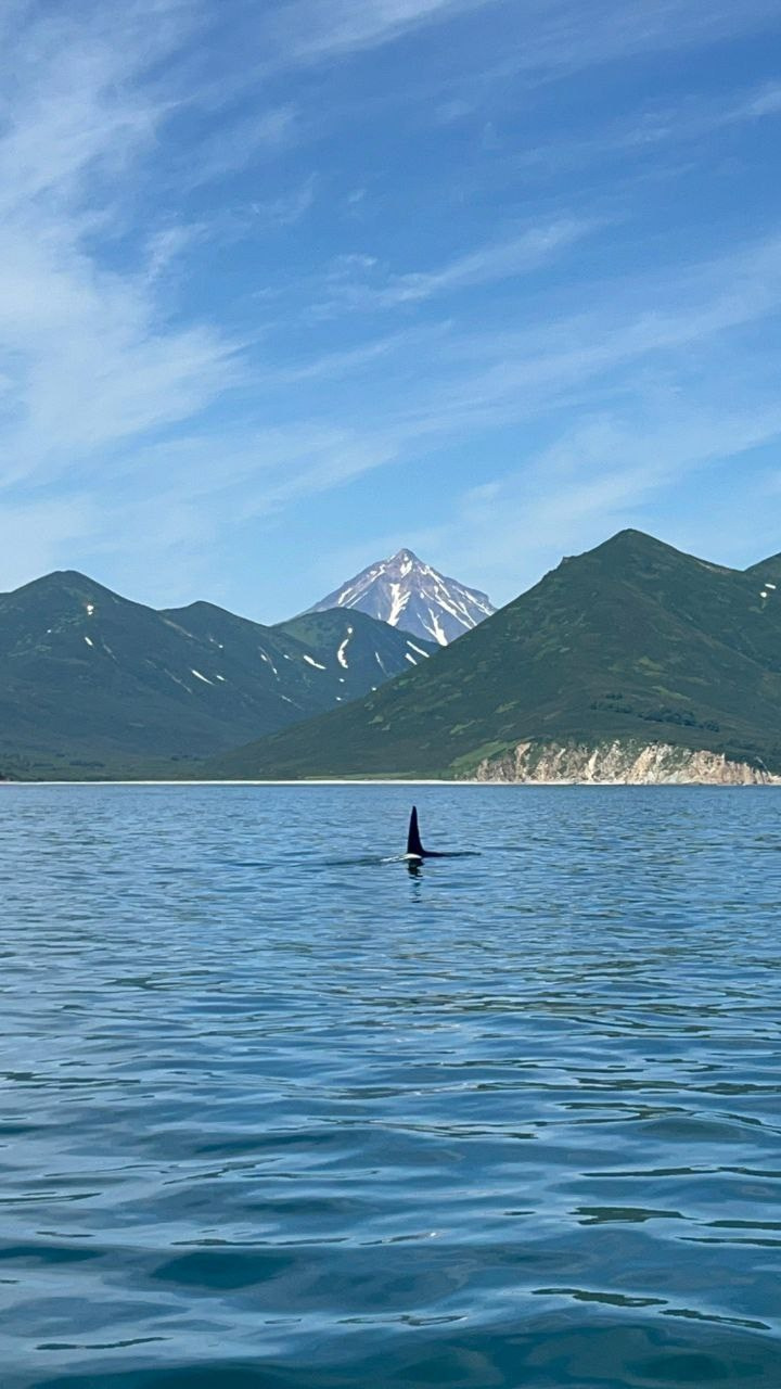 Морская прогулка к острову Старичков. Экскурсионные туры по Камчатке