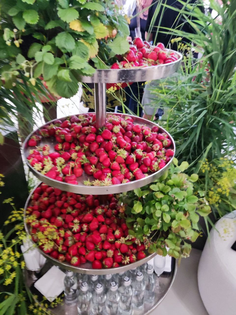 Выставка «Зеленый цвет». Фотограф Евгений Казекин