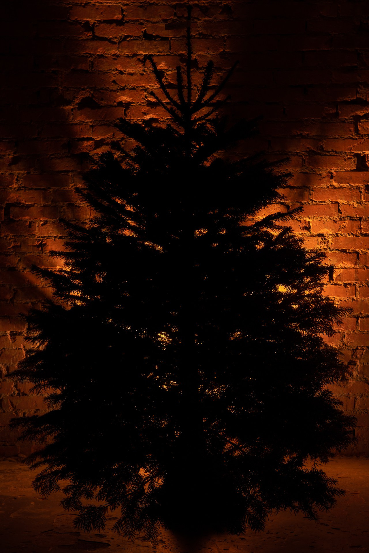 Предметная съемка елок. Фомина Елена Свадебный и семейный фотограф