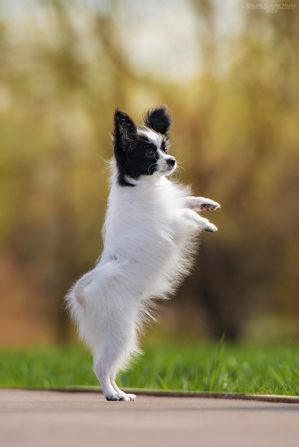Фотосессия щенков на продажу. Фотограф собак в Москве и Московской области Иванушкина Мария