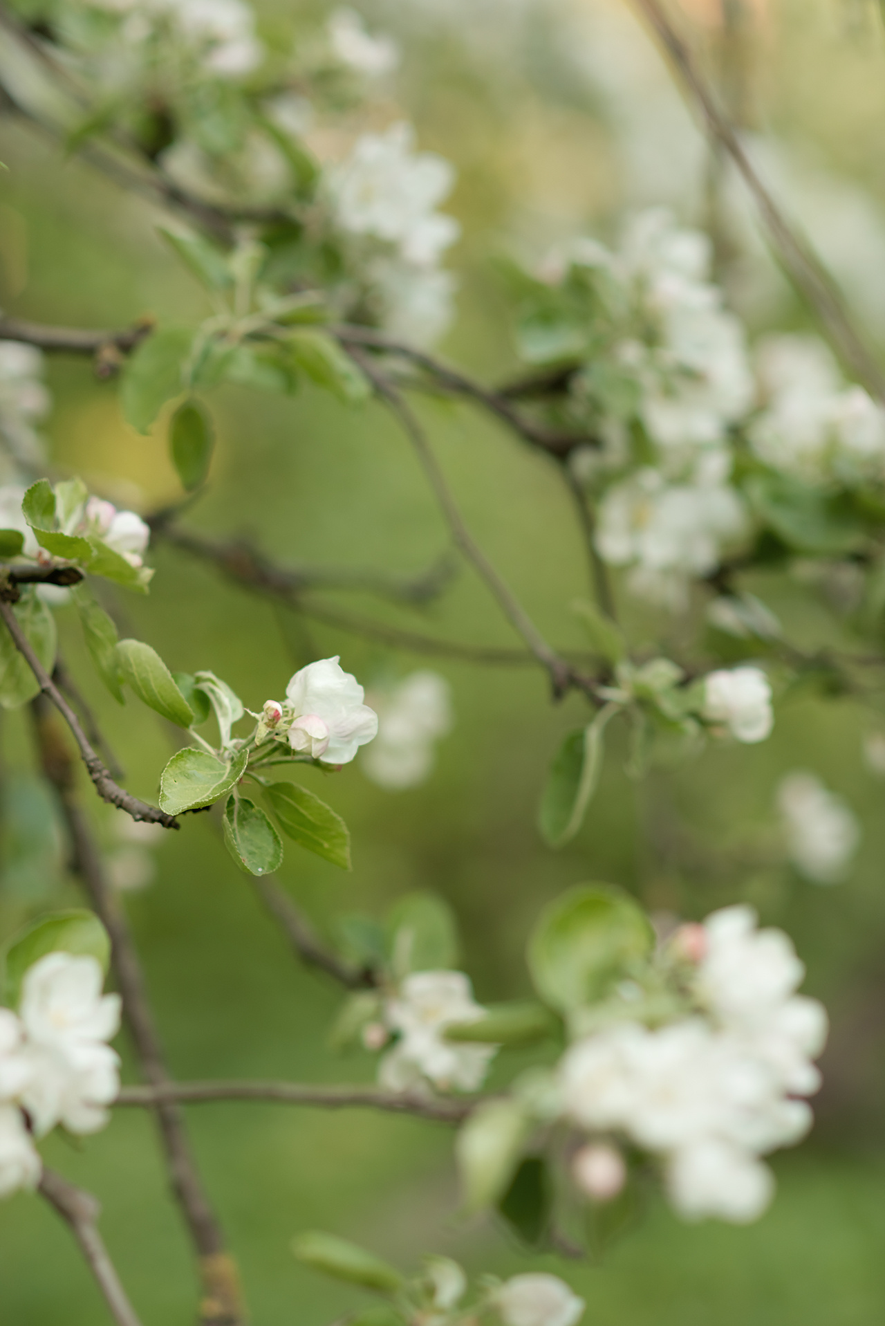 Фотосессия в цветении в Санкт-Петербурге. Фотограф Юлия Кондратьева