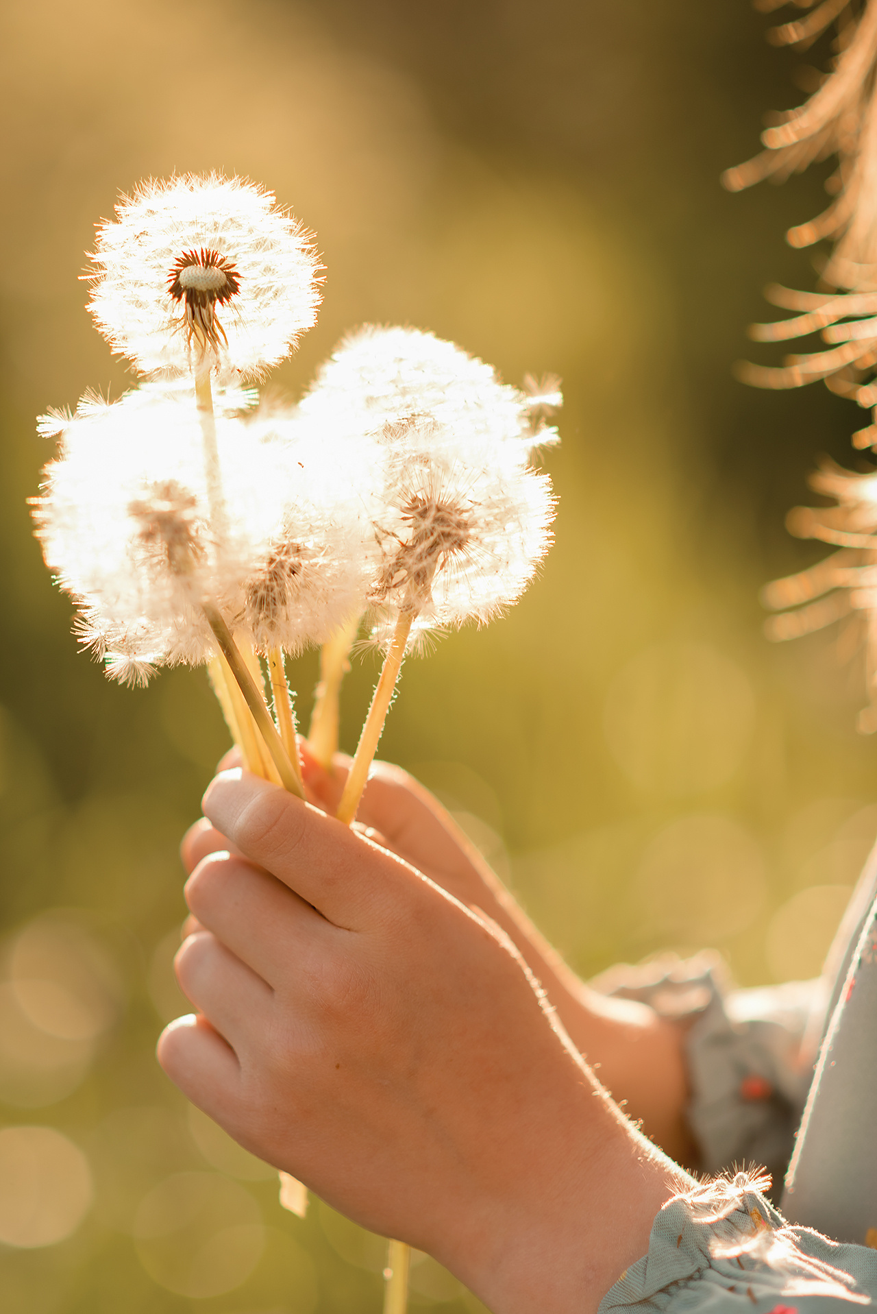 Фотосессия в цветении в Санкт-Петербурге. Фотограф Юлия Кондратьева
