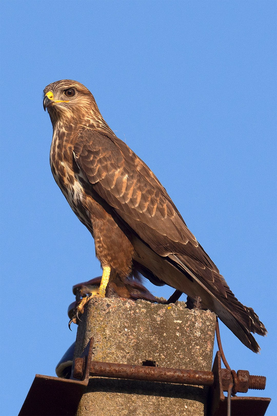 Фотоохота. Вижу