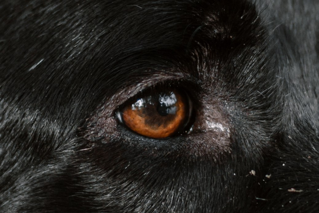 Юля и Фортуна. Фотограф-анималист Татьяна Степанова