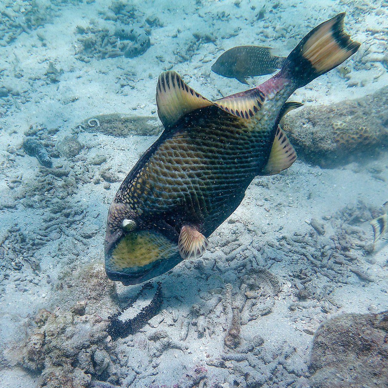 Мне посмотреть. Рыбов показываю