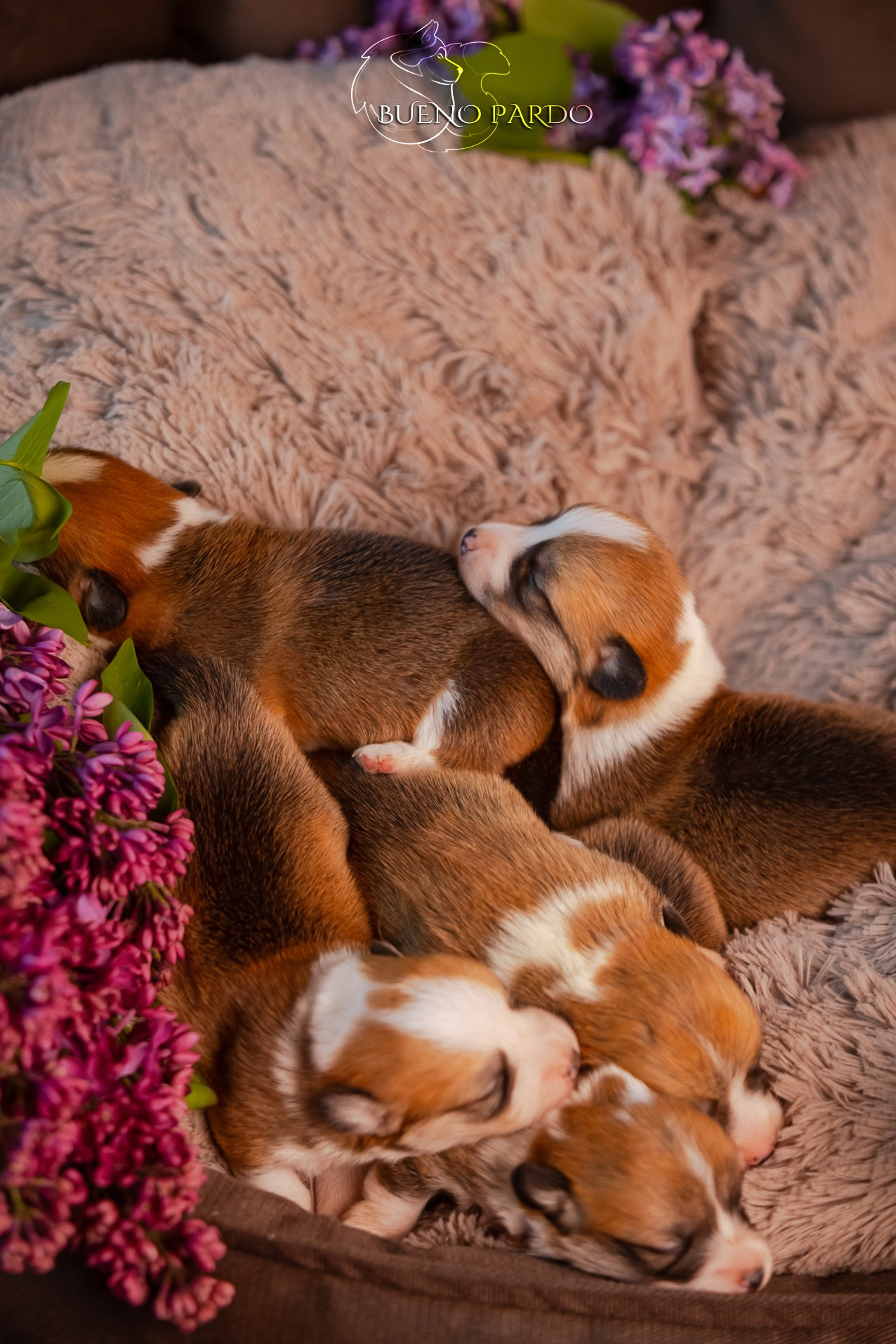 Щенки вельш корги пемброк из питомника. Питомник собак Акита, Хаски, Корги