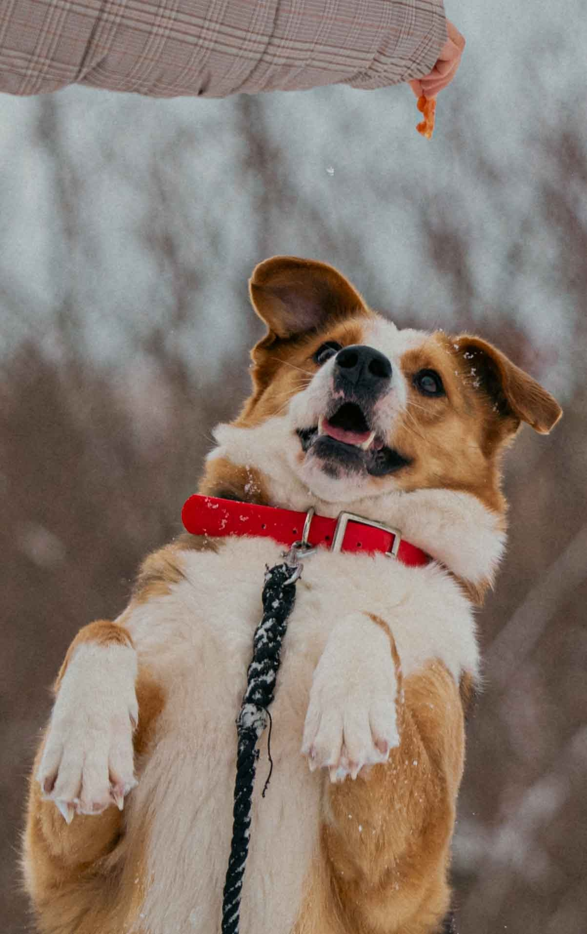 Петя. Фотограф-анималист в Москве Лера Черноног