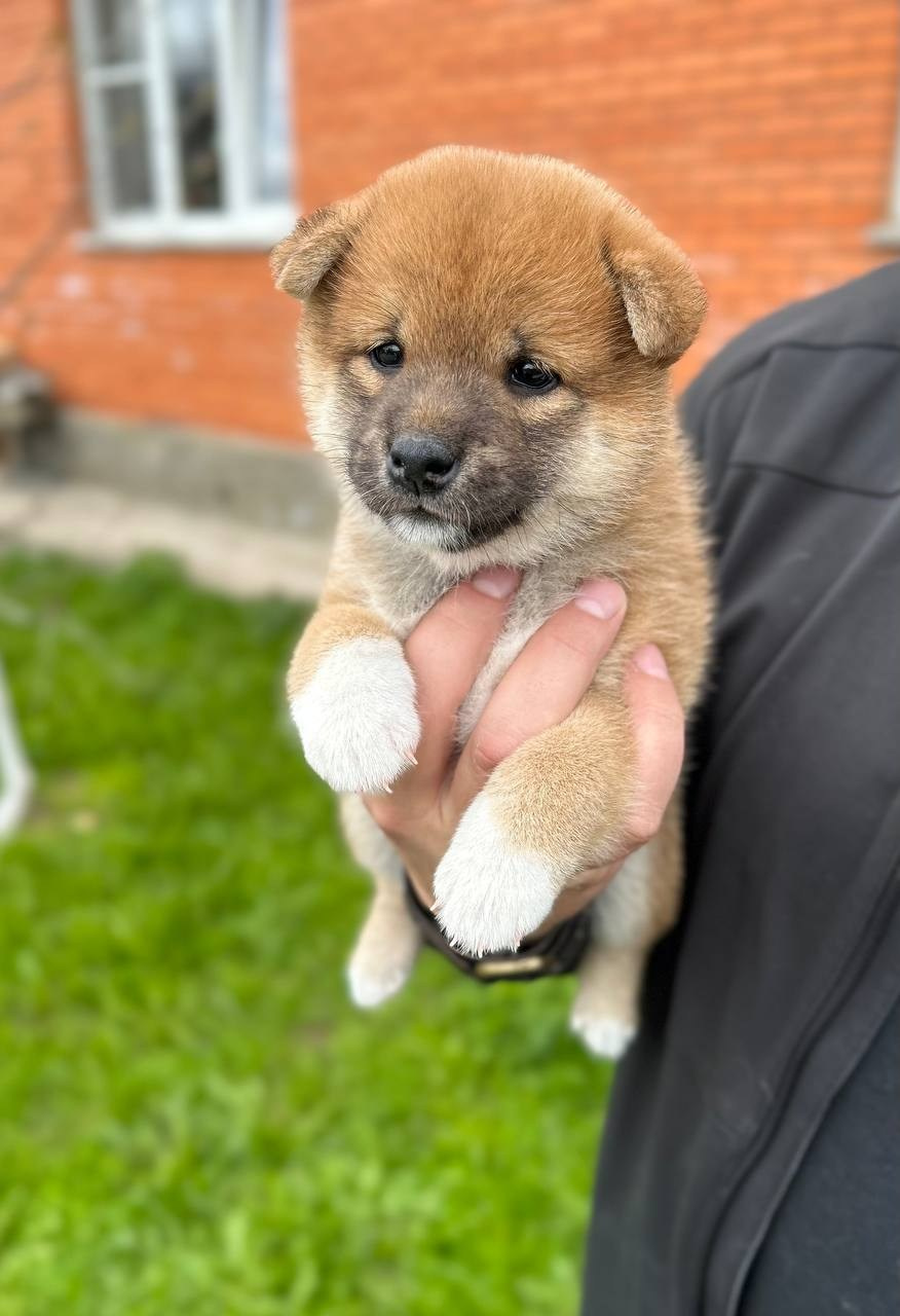 Сиба Rubylight Fumiko питомник Рубилайт