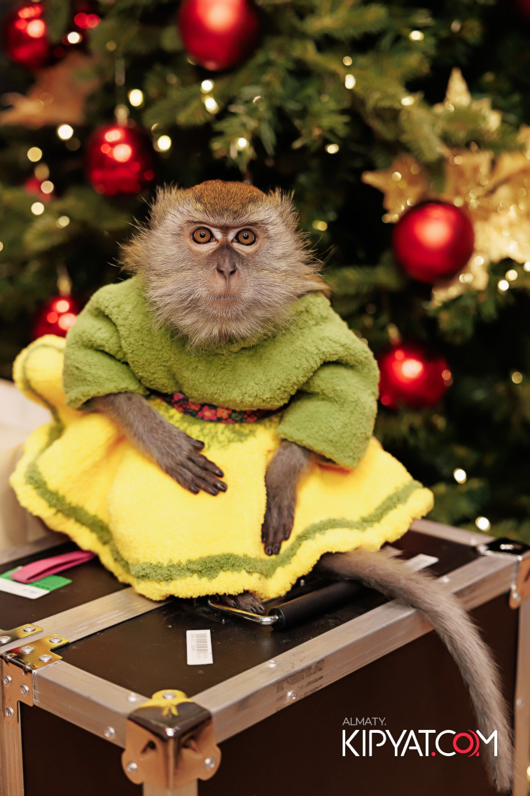 MYATA LOUNGE НА МЕНДИКУЛОВА 6 ЛЕТ. КИПЯТКОМ АЛМАТЫ!