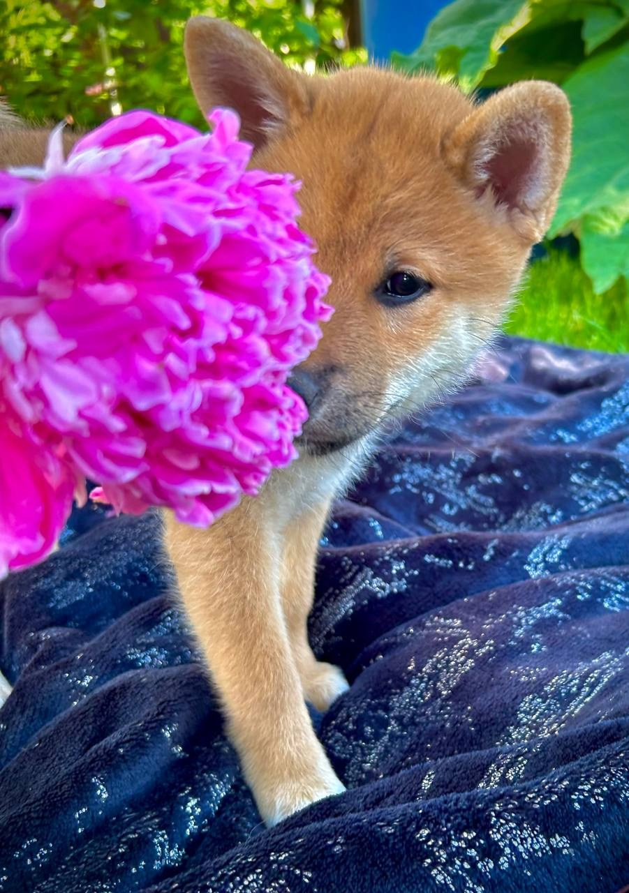 сиба питомник Рубилайт щенки на продажу rubylight  сиба щенки купить СПб Санкт-Петербург