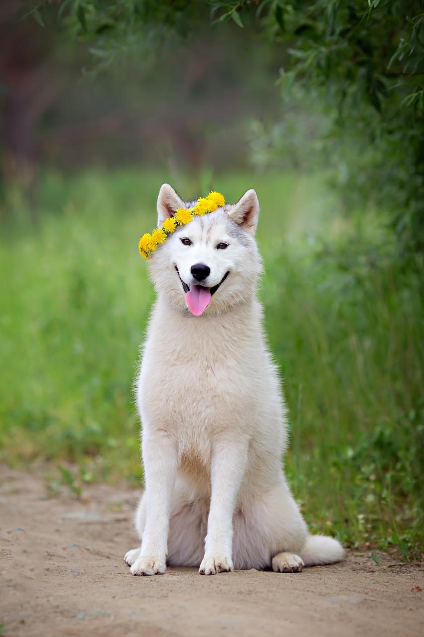 Фотограф-анималист. Семейный фотограф в Екатеринбурге