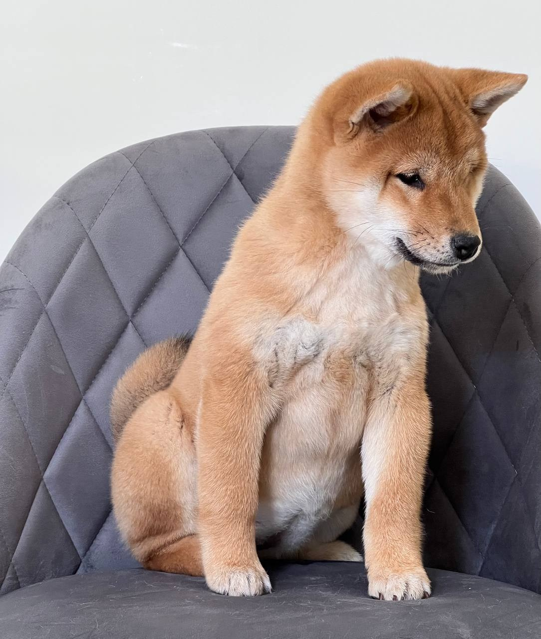 Сиба Rubylight Zoe питомник Рубилайт 